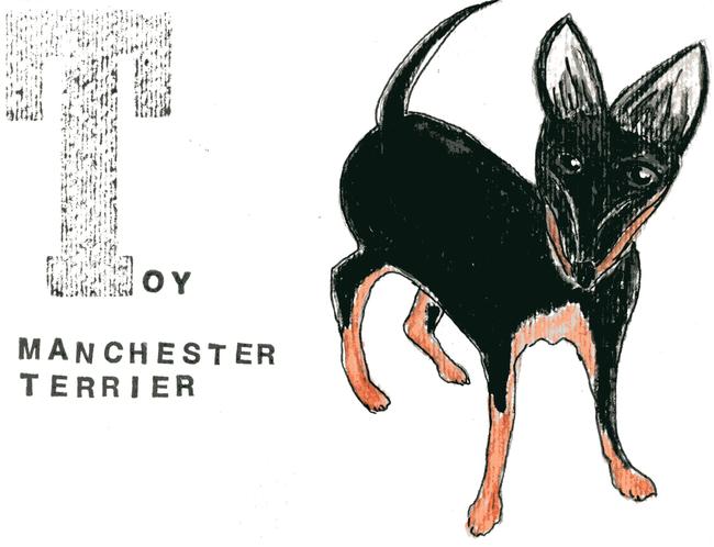 alphabet of dogs Toy Manchester Terrier