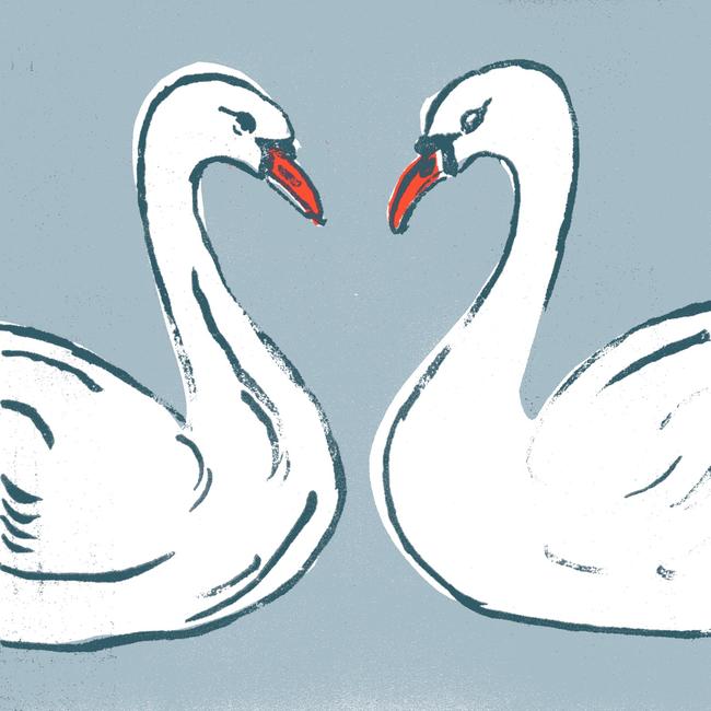 Swans (grey) card. (Code BRP49)