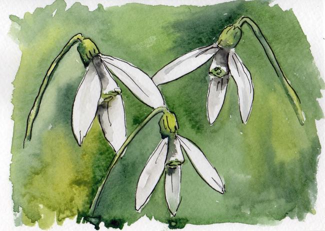 SNOWDROP