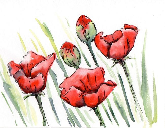 5 Poppies