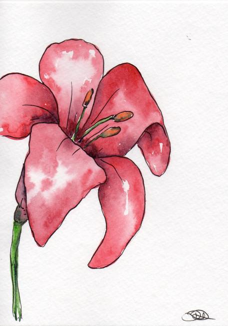 Red lilly