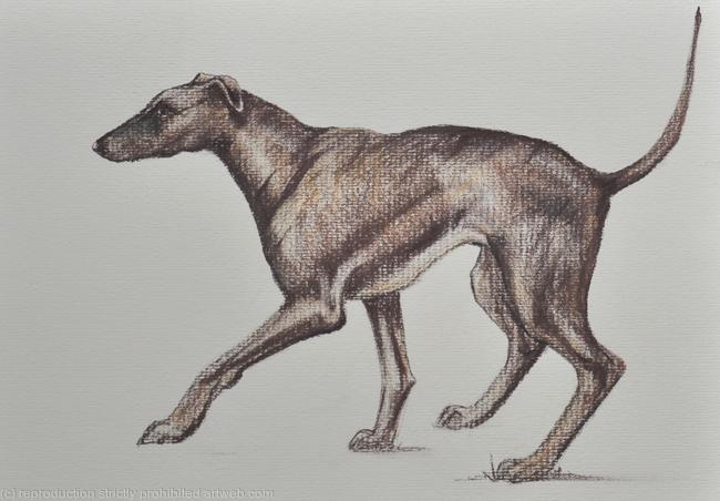 Greyhound