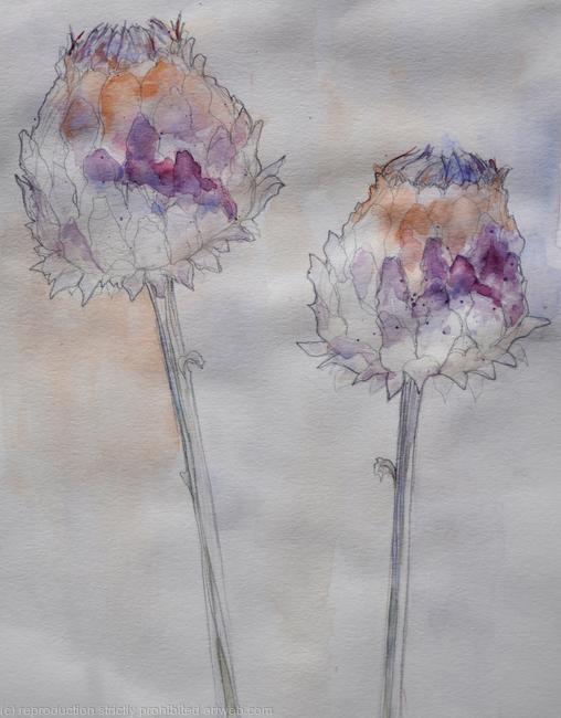Artichokes
