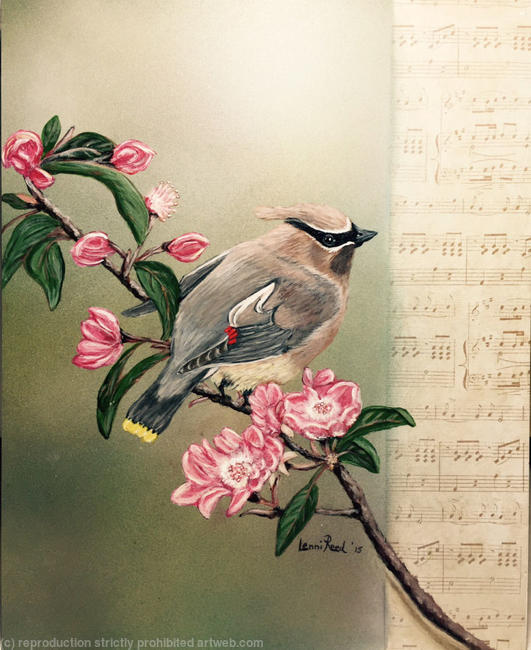 Waxwing On Crab apple Branch