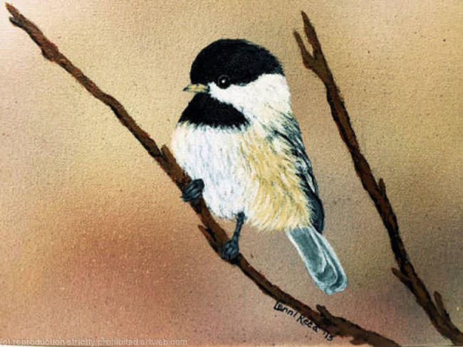 Black Capped Chickadee