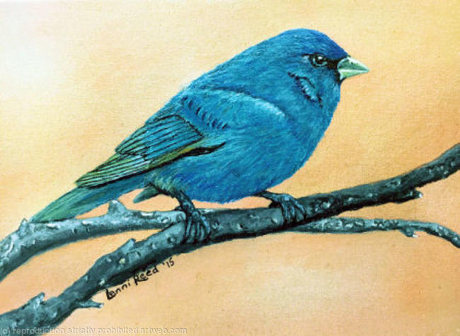 Indigo Bunting
