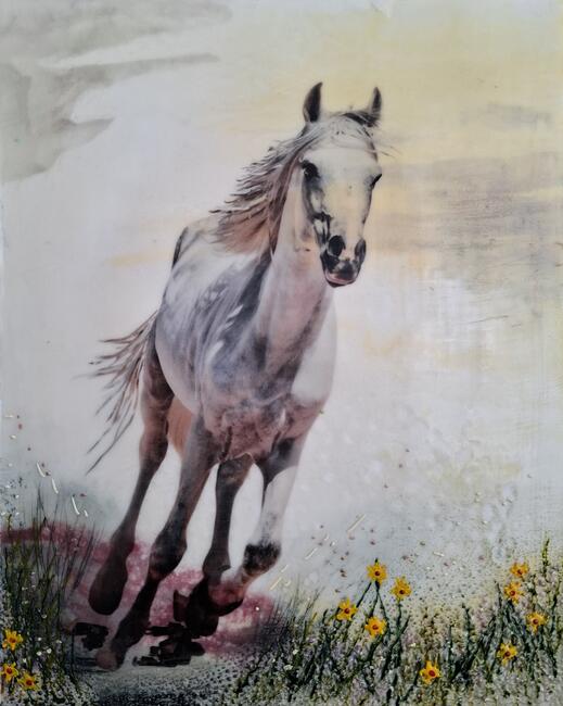 White Brumby