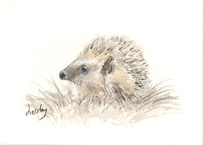 346 Hoglet AVAILABLE