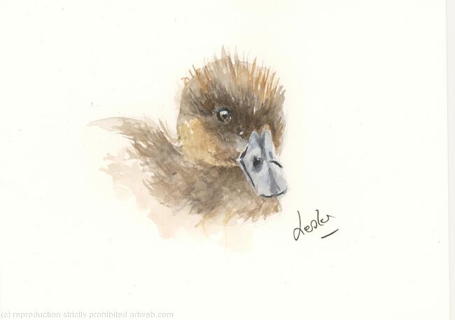 Juvenile Tufted Duck AVAILABLE