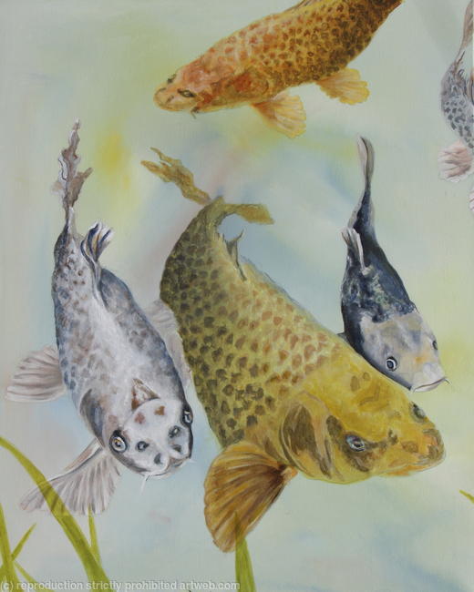 Koi Gathering Part 1