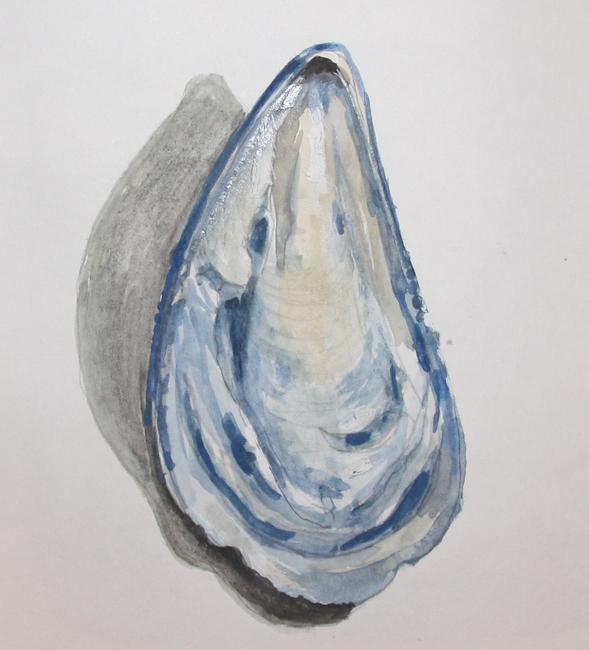 Mussel Shell 1
