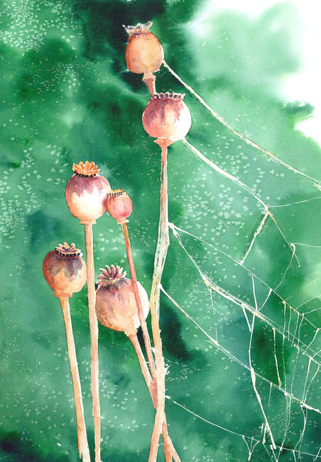 Seed Pods