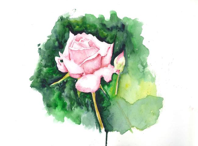 Pink Rose Willow