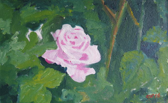 Pink Rose