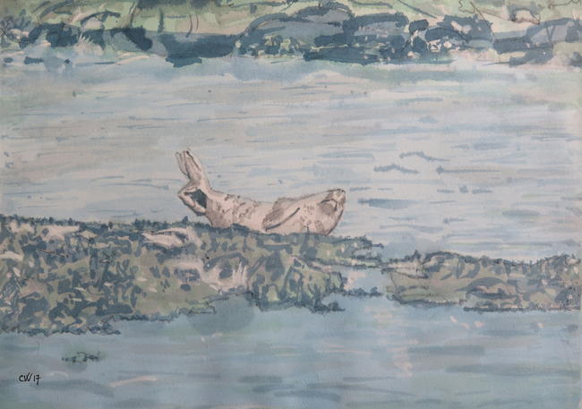 Farne Islands seal napping