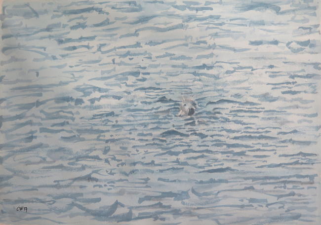 Farne Islands seal