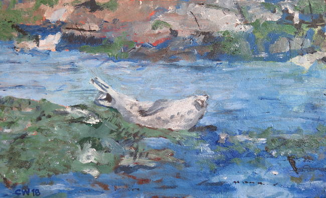 Farne Islands seal napping