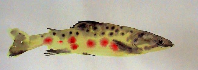 Longlands Brown Trout