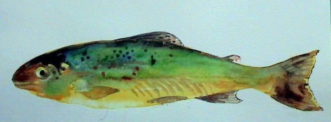 Brook Trout