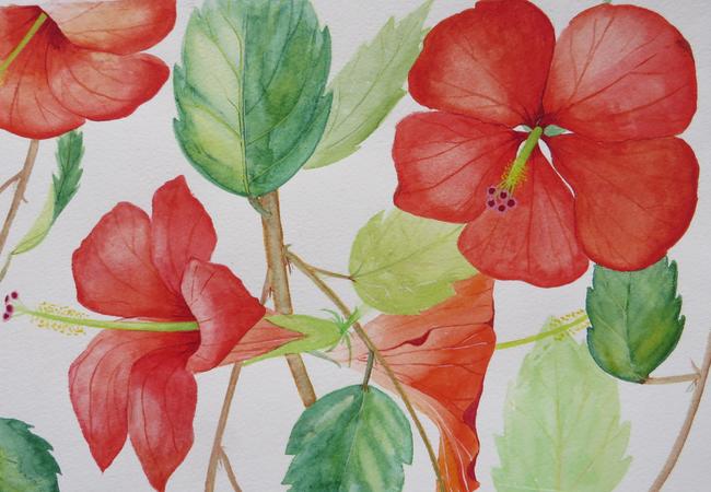 Hibiscus