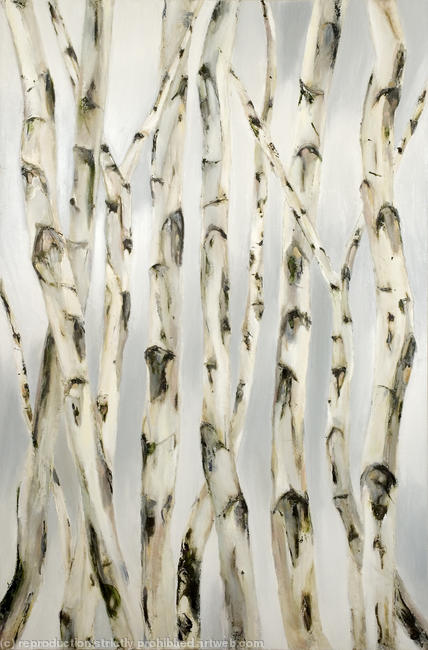 betula pendula
