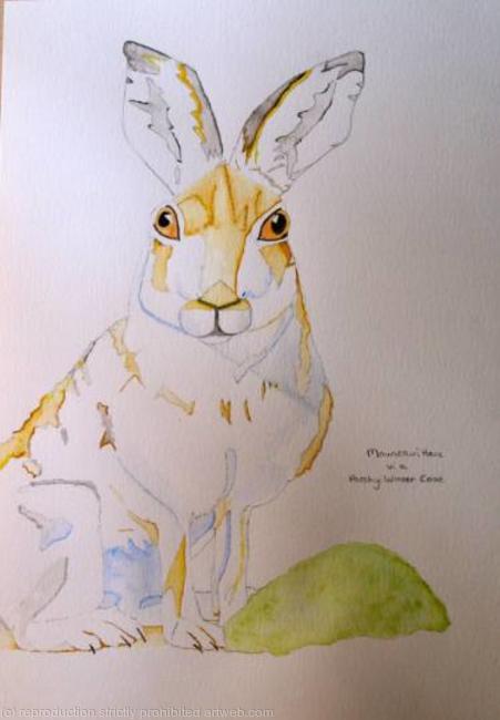 Mountain Hare in a Patchy Winter Coat
