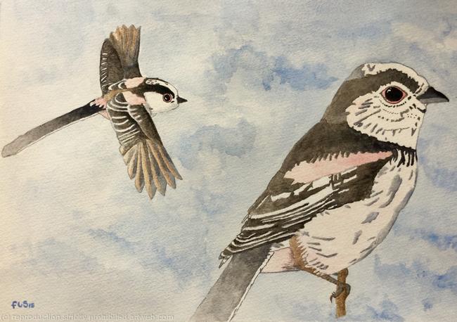 Long-Tailed Tits