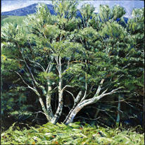 Summer birch, Glen Sannox