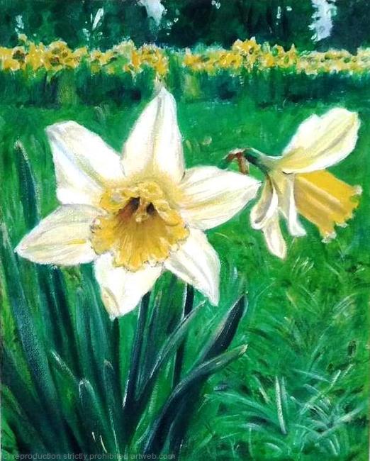 Narcissus