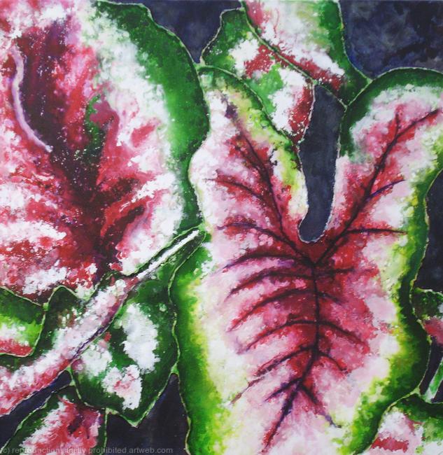 Coleus Plant 1