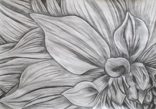 Large Graphite Dahlia Drawings