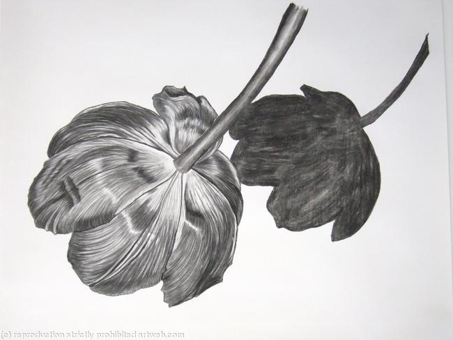 Tulipmania 1 - Charcoal