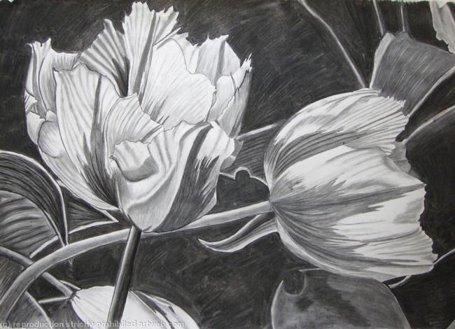 Tulipmania 3 - Charcoal