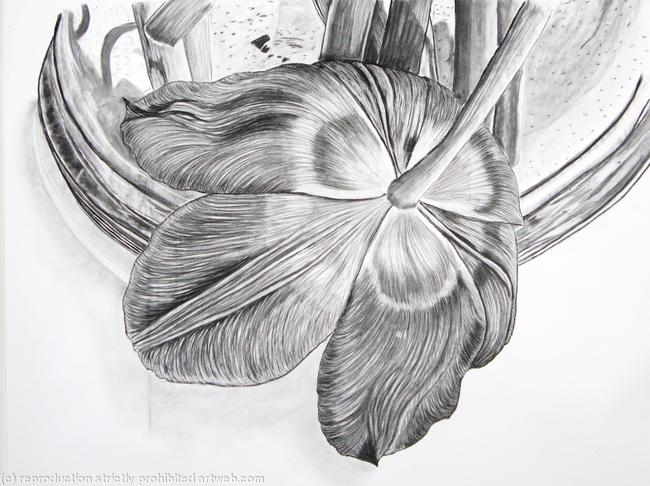 Tulipmania 2 - Charcoal