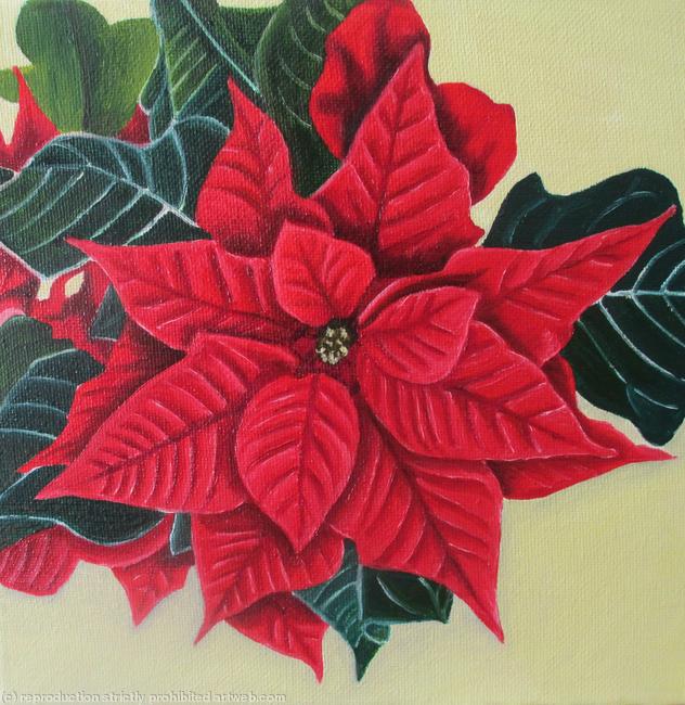 Poinsettia
