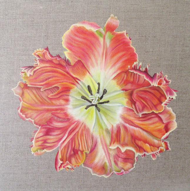 Apricot Parrot Tulip - Square Greetings Card