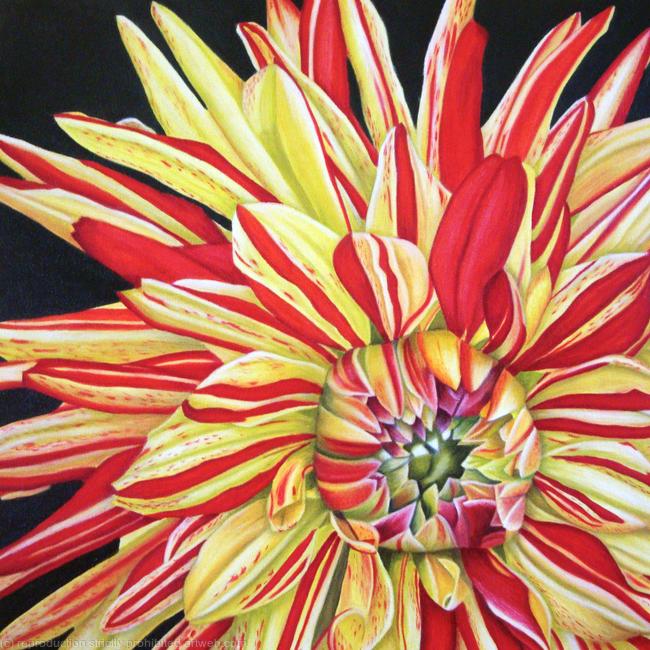 Dahlia Striped Vulcan - Square Greetings Card