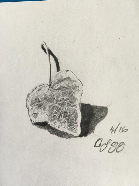 Ivy leaf