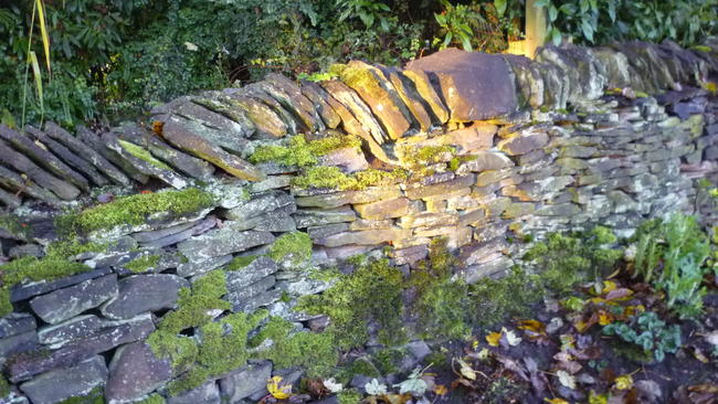 Stone wall in my Garden
