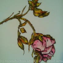 Withering Rose