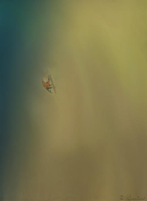 LADYBIRD