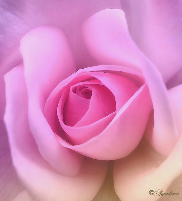 PINK LADY