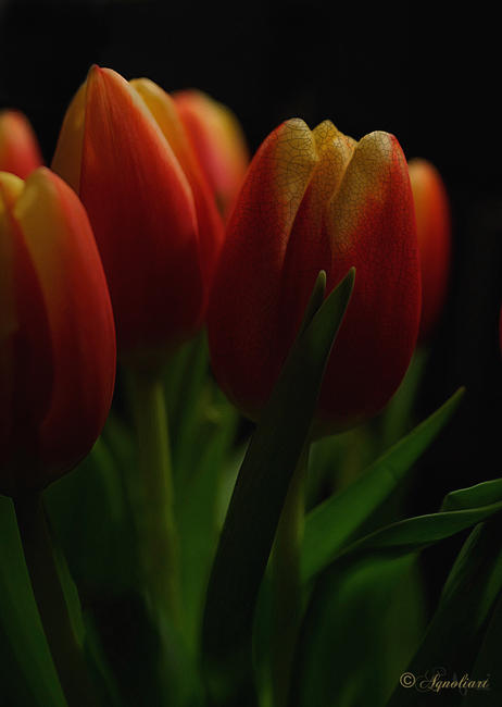 CRACKED TULIP