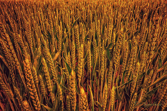 GOLDEN FIELD
