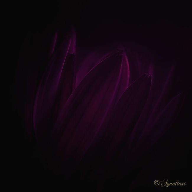 DEEP PURPLE