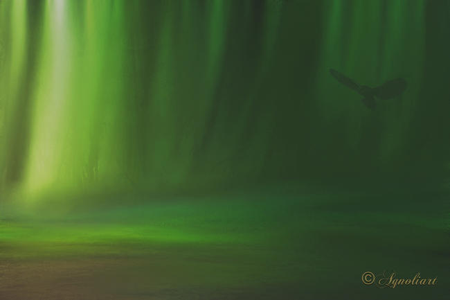 IN THE WOODS