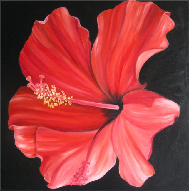 Spanish Hibiscus