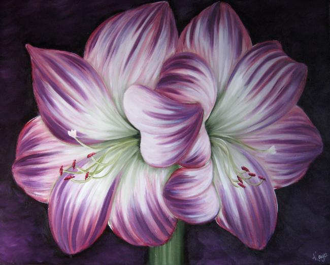 Amaryllis Amour
