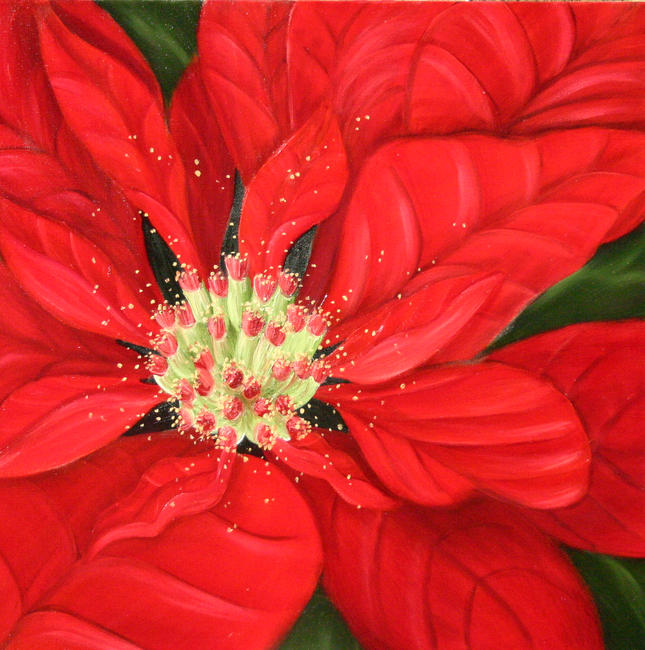 Poinsettia