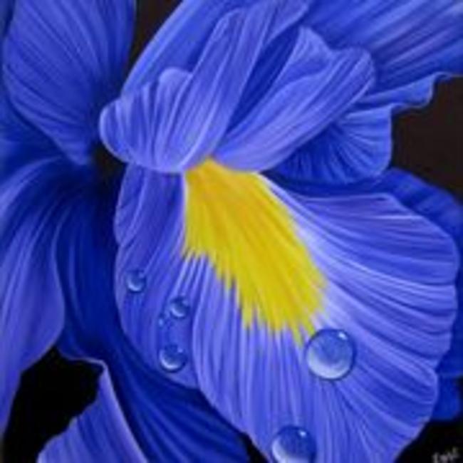 Iris